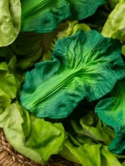 Jouet De Dentition Kendall La Feuille De Chou - OLI & CAROL Vert - Oli Et Carol -Promos Jouets Boutique jouet de dentition kendall la feuille de chou oli carol 4